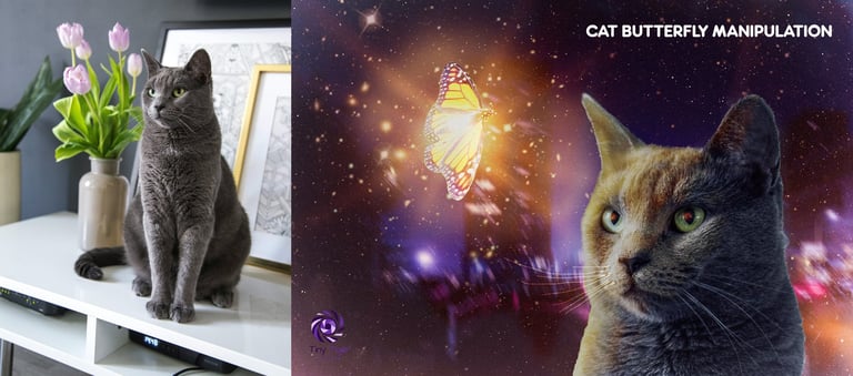 Two cat images: left shows gray cat sitting on desk with tulips, right shows cats face with magical light manipulation effects